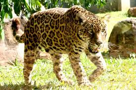 The Guarani Forest