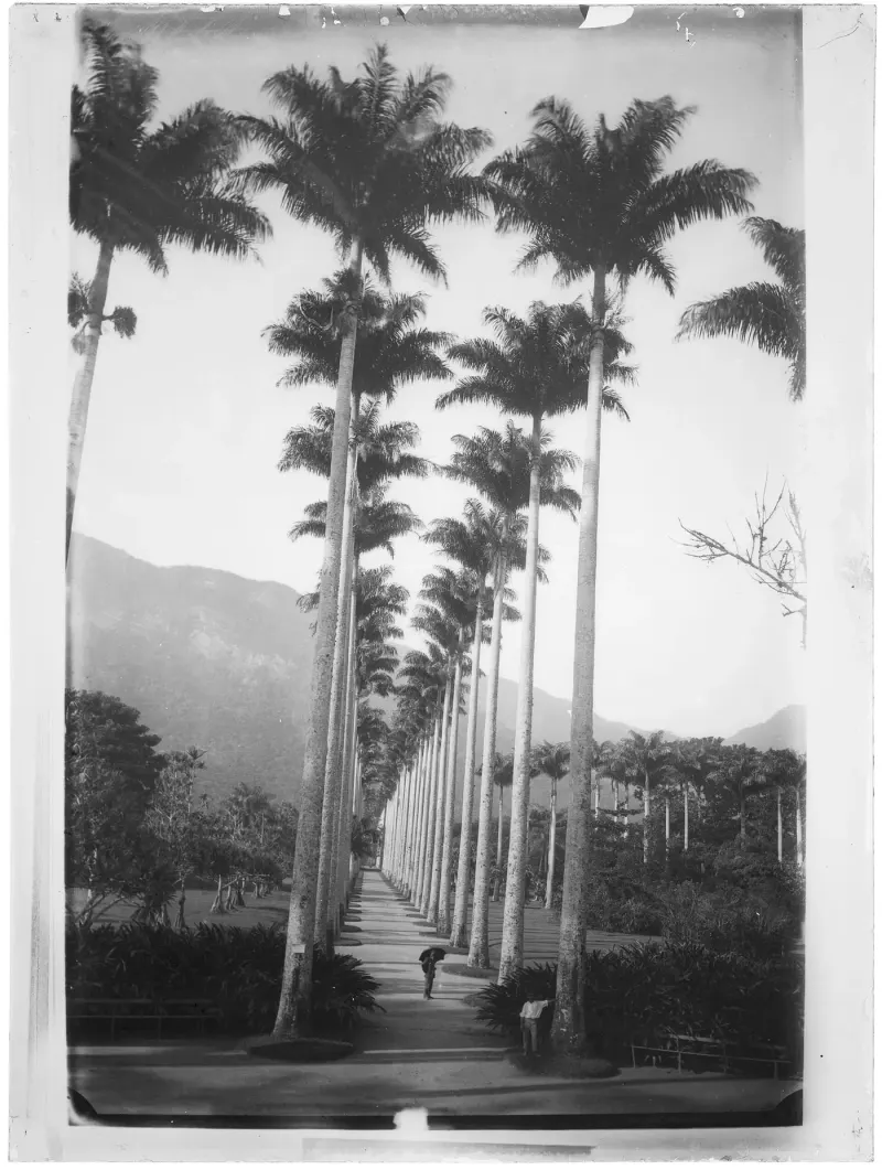 The Botanical Garden